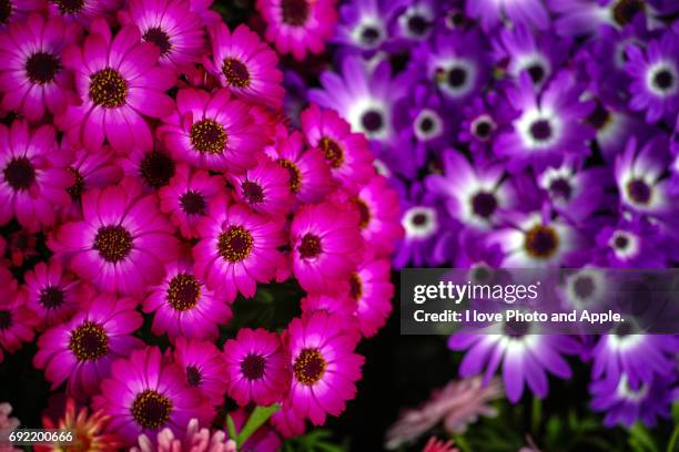 spring flowers - 季節 imagens e fotografias de stock