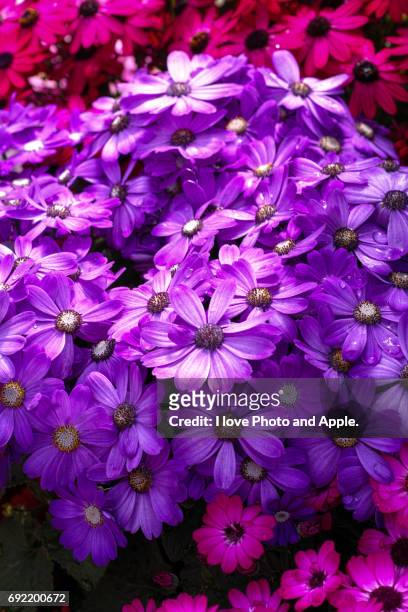 spring flowers - 新鮮 stock pictures, royalty-free photos & images