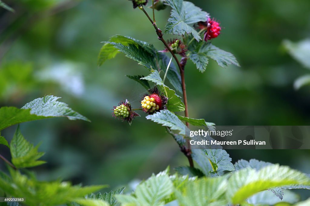 New Year, New Ideas!