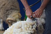 sheep shearing close up farming wool