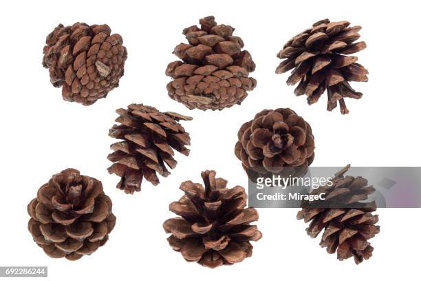 pine cone on white background - pinha pinha de conífera - fotografias e filmes do acervo