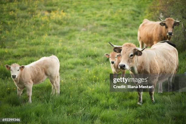 french aubrac breed cows - kalfsvlees stockfoto's en -beelden