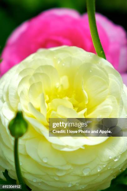 spring flowers - 季節 stockfoto's en -beelden