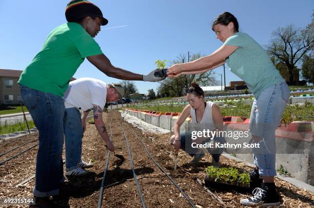 Working together to plant a variety of peppers, from left to right, Regis professor Damien Thompson, Kyle O'neill, Ryede DeGiovanni, and Abby Wagner....