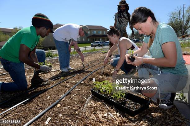 Working together to plant a variety of peppers, from left to right, Regis professor Damien Thompson, Kyle O'neill, JaSon Auguste, Ryede DeGiovanni,...