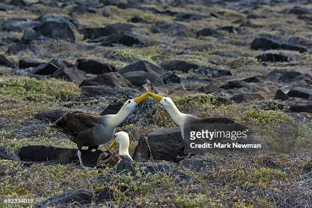 galapagos waved albatross display ritual - albatross stock pictures, royalty-free photos & images
