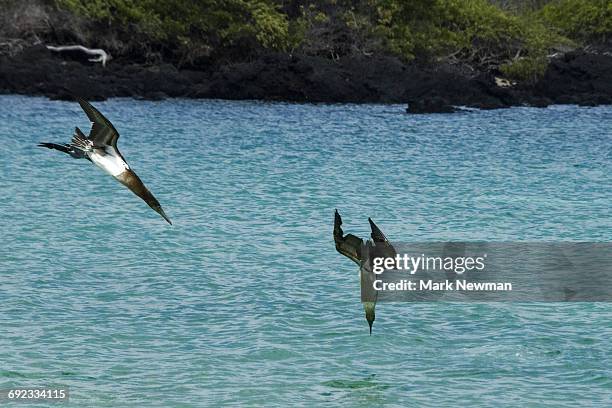 blue-footed booby bird diving into ocean - sula vogelgattung stock-fotos und bilder