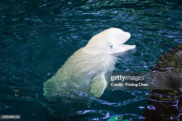 First Beluga 2 901 Beluga Stock Photos, High-Res Pictures, and Images - Getty Images