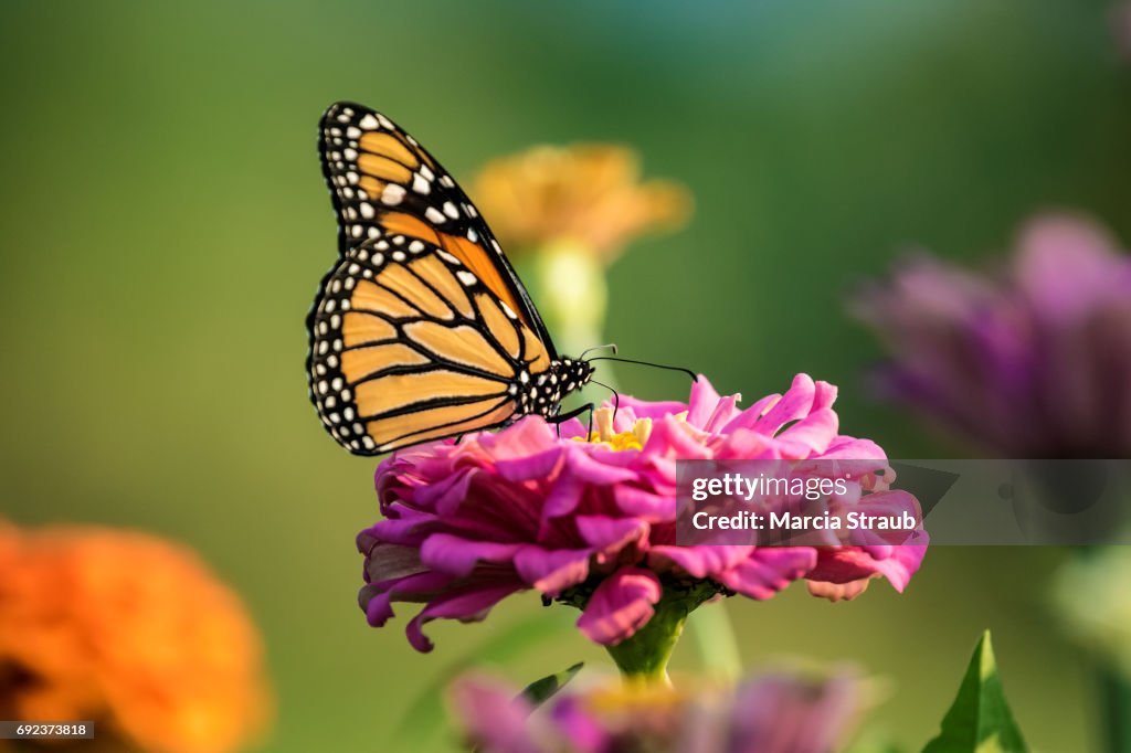 Monarch Butterfly in the Colorful Garden