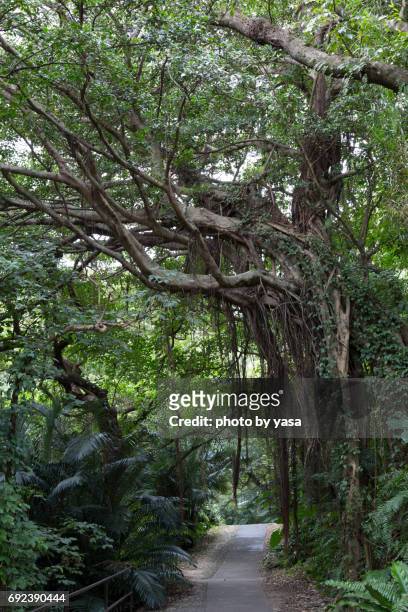 gajumaru tree - 沖縄県 stock pictures, royalty-free photos & images