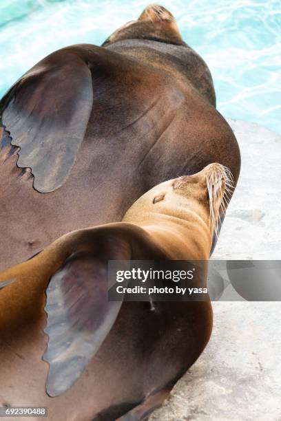 california sea lion - アシカ stockfoto's en -beelden