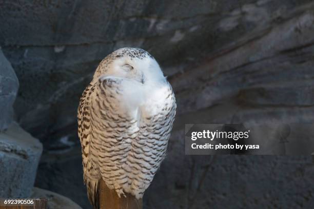 snowy owl - 鳥 stockfoto's en -beelden