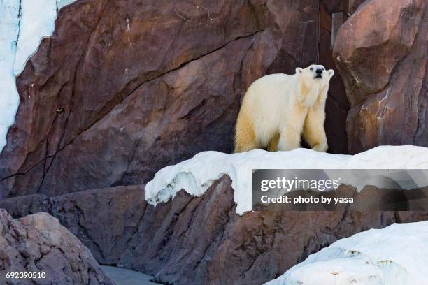 polar bear - 岩山 stock pictures, royalty-free photos & images