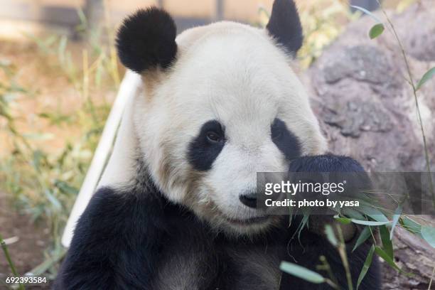 giant panda - 可愛らしい bildbanksfoton och bilder