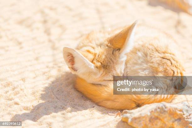 fennec fox - 眠る foto e immagini stock