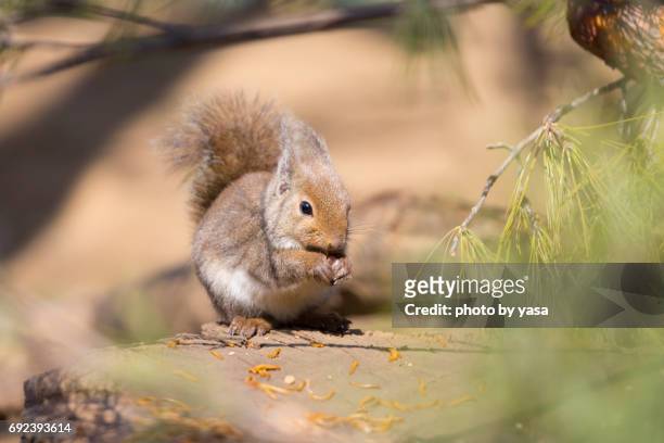 japanese squirrel - リス imagens e fotografias de stock