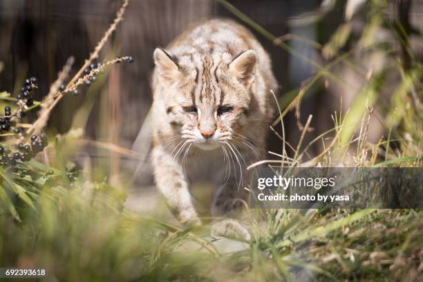 tsushima leopard cat - ネコ科 stock pictures, royalty-free photos & images