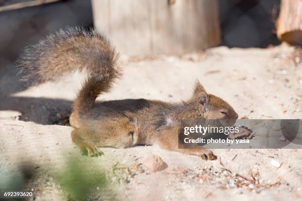 Squirrel Risu リス Photos and Premium High Res Pictures - Getty Images