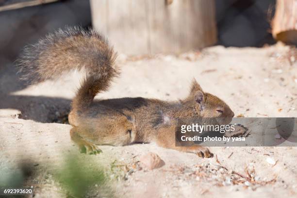 japanese squirrel - リス imagens e fotografias de stock