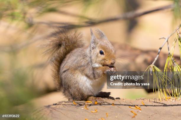 japanese squirrel - リス stock-fotos und bilder