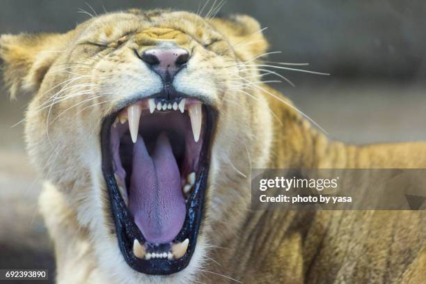 lion - 恐怖 stockfoto's en -beelden