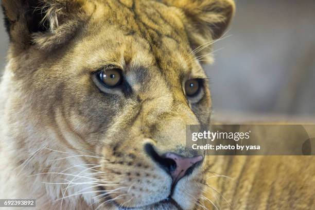lion - ライオン stock-fotos und bilder