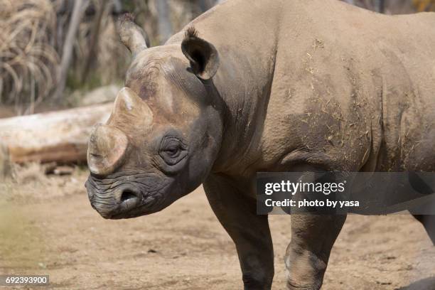 black rhinoceros - 角のはえた - fotografias e filmes do acervo