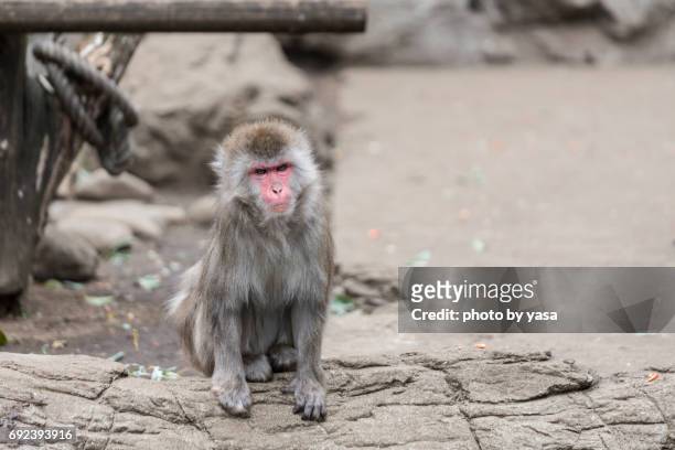 japanese monkey - 怒り stock-fotos und bilder