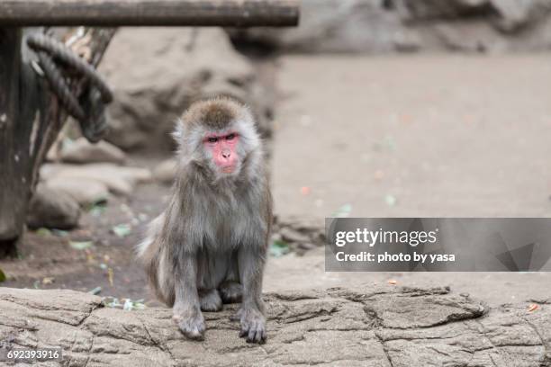 japanese monkey - 猿 stockfoto's en -beelden