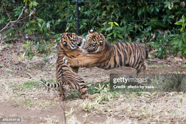 child tiger - 森林 stockfoto's en -beelden