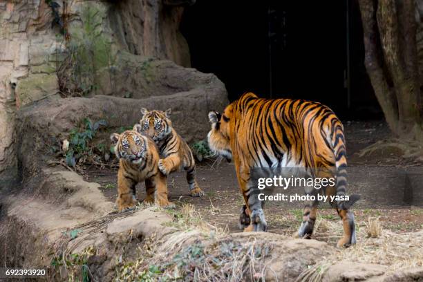 child tiger - 森林 - fotografias e filmes do acervo