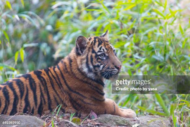 child tiger - 森林 stockfoto's en -beelden