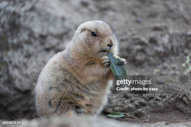 black-tailed prairie dog - 可愛らしい bildbanksfoton och bilder