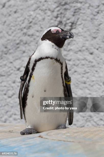 african penguin - 鳥 stock pictures, royalty-free photos & images