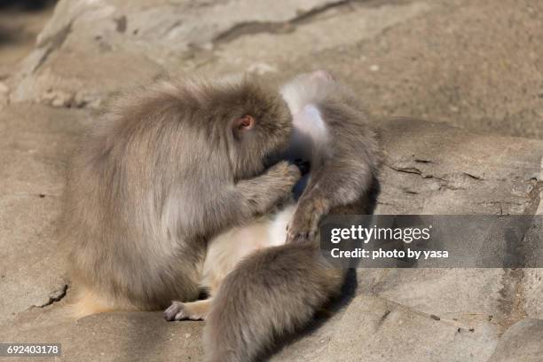 japanese macaque - 猿 stock pictures, royalty-free photos & images