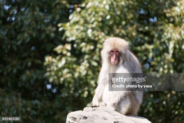 japanese macaque - 可愛らしい bildbanksfoton och bilder