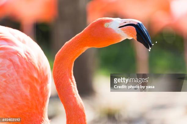 american flamingo - 鳥 stockfoto's en -beelden