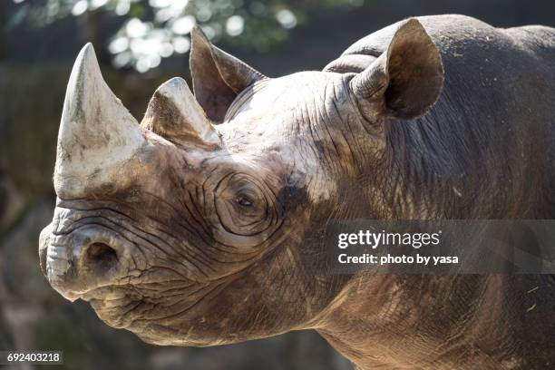 black rhinoceros - 角のはえた stock pictures, royalty-free photos & images