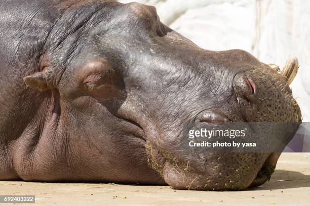 hippopotamus - 眠る fotografías e imágenes de stock