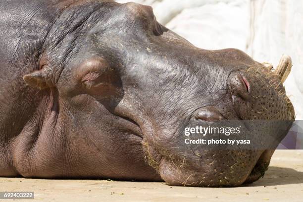 hippopotamus - カバ imagens e fotografias de stock