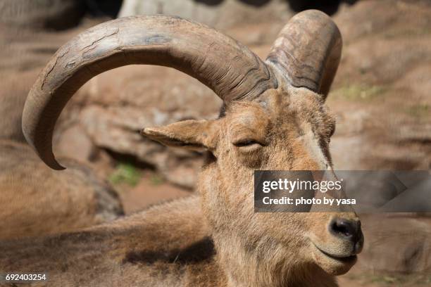 mouflon - 可愛らしい stock-fotos und bilder