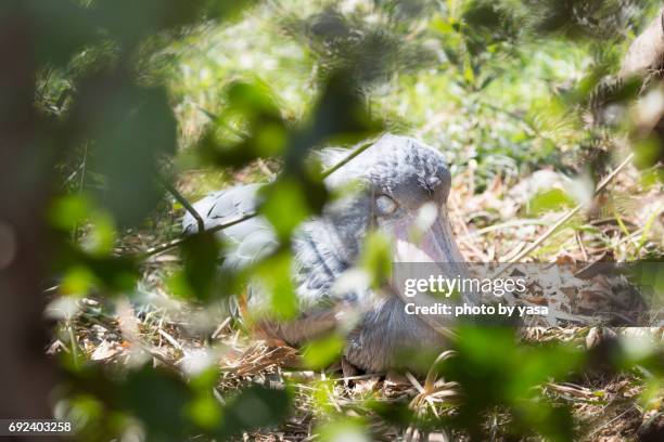 shoebill - 動物の翼 stock-fotos und bilder