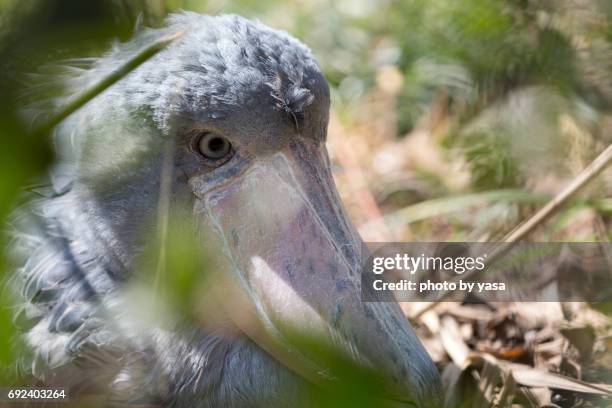 shoebill - 動物の翼 stock-fotos und bilder