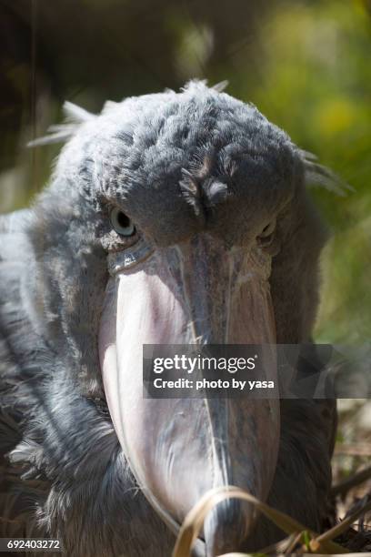 shoebill - 動物の翼 stock pictures, royalty-free photos & images
