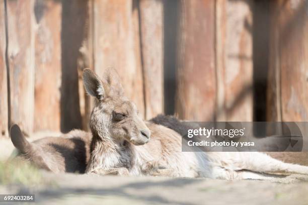 eastern grey kangaroo - 可愛らしい bildbanksfoton och bilder