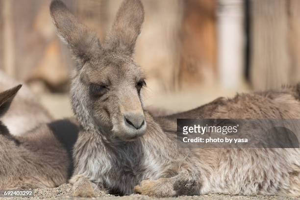 eastern grey kangaroo - 可愛らしい stock-fotos und bilder