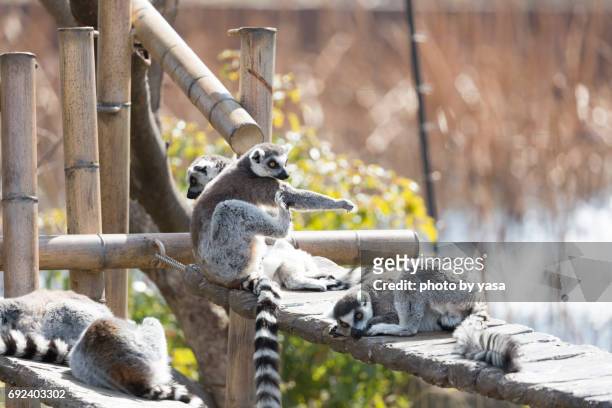 ring-tailed lemur - 可愛らしい stock-fotos und bilder