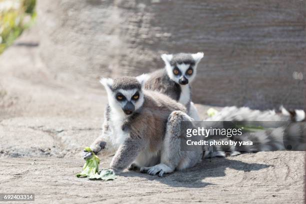 ring-tailed lemur - 猿 stock pictures, royalty-free photos & images