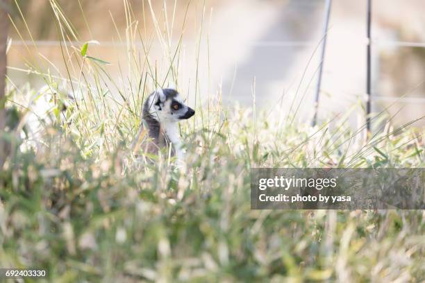 ring-tailed lemur - 可愛らしい stock-fotos und bilder