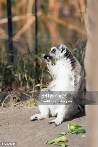 ring-tailed lemur - 可愛らしい stock-fotos und bilder